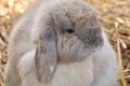 A Holland lop Royalty Free Stock Photo