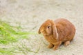 Holland Lop is a breed of lop-eared rabbit that was recognized by the American Rabbit Breeders Association Royalty Free Stock Photo