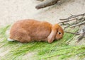 Holland Lop, Lop-eared red rabbit lies neither green grass on the farm. Farming, life of animals in captivity. Royalty Free Stock Photo