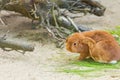 Holland Lop, Lop-eared red rabbit scratches his ear with his paw. Animal life on the farm. Royalty Free Stock Photo