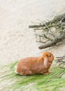 Holland Lop, Lop-eared red rabbit sits sideways on the sand at the farm. Farming, life of animals in captivity. Vertical Royalty Free Stock Photo