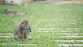 Holland Lop rabbits sitting in the park