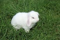 Holland Lop Royalty Free Stock Photo