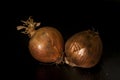 Holland Onions on a black background with closeup