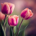 Holland\'s Pink tulips bloom in an orangery spring season at blurry background, closeup Royalty Free Stock Photo