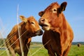 HOLLAND, SWEDEN - Sep 17, 2020: Happy farm life. Animals rised on farm in sweden and feel good Royalty Free Stock Photo