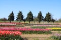 Holland Tulip fields