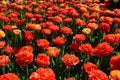 Group of Rose Tulips, Many Flowers