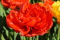 Double Rose Tulip, Close Up