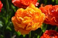 Double Rose Tulip, Close Up