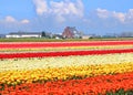 Holland tulips field