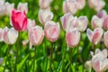 Holland tulips field. Spring magic of blossom. Dutch flowers. Colorful flowering landscape. Netherlands, Lisse - Tulip