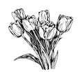 Holland tulips on a white background. Royalty Free Stock Photo