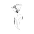 Holland tulips on a white background. Vector. Hand drawn artwork. Love concept for wedding invitations, cards, tickets,