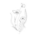 Holland tulips on a white background. Vector. Hand drawn artwork. Love concept for wedding invitations, cards, tickets,