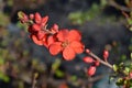 Hollandia Flowering Quince Royalty Free Stock Photo