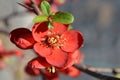 Hollandia Flowering Quince Royalty Free Stock Photo