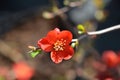 Hollandia Flowering Quince Royalty Free Stock Photo