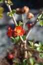 Hollandia Flowering Quince Royalty Free Stock Photo