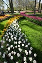 Hollands tulips bloom Royalty Free Stock Photo