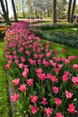 Hollands tulips bloom Royalty Free Stock Photo