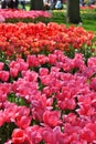 Hollands tulips bloom Royalty Free Stock Photo