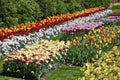 Hollands tulips bloom Royalty Free Stock Photo