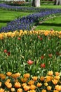 Hollands tulips bloom Royalty Free Stock Photo