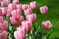 Hollands tulips bloom Royalty Free Stock Photo