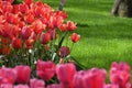 Hollands tulips bloom Royalty Free Stock Photo