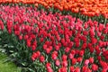 Hollands tulips bloom Royalty Free Stock Photo