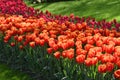 Hollands tulips bloom Royalty Free Stock Photo