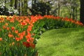 Hollands tulips bloom Royalty Free Stock Photo