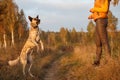 Hollandse Herde stands on the hind legs in front of a girl coach Royalty Free Stock Photo