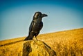 Holloko, Hungary - March 03, 2012. Big statue of a crow as a symbol of Hungarian legend