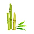Hollow Bamboo Stalk with Vascular Bundle Standing Upright Vector Illustration