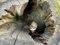 Hollow in a big old tree. Black hole in a wide tree trunk in the forest. Stump with a hole Royalty Free Stock Photo