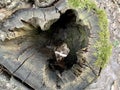 Hollow in a big old tree. Black hole in a wide tree trunk in the forest. Stump with a hole Royalty Free Stock Photo