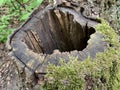 Hollow in a big old tree. Black hole in a wide tree trunk in the forest. Stump with through hole and moss Royalty Free Stock Photo