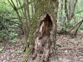 Hollow in a big old tree. Black hole in a wide tree trunk in the forest. Stump with through hole and moss Royalty Free Stock Photo