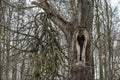 Hollow in a big old tree in the forest. Royalty Free Stock Photo