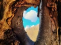 Tree cave Royalty Free Stock Photo