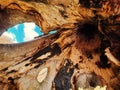 Tree cave Royalty Free Stock Photo