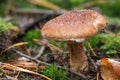 The Hollow Bolete (Suillus cavipes) is an edible mushroom