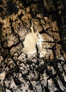 Hollow in the burned tree