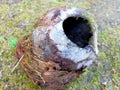 hollow and dry coconuts without filling with almost finished coir Royalty Free Stock Photo