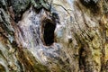 Hollow hole in a tree