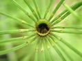 Hollow horsetail plant stem with radial leaves