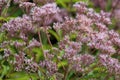 Hollow Joe Pye Weed 845910