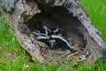 Hollow log filled with baby skunks. Royalty Free Stock Photo